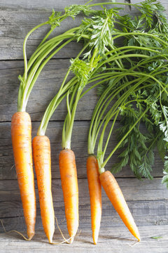 Fresh organic carrots on wooden boards
