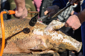 Obraz premium matanza de cerdo