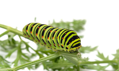 Caterpillar.
