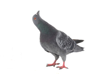 dove