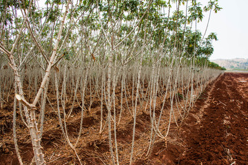 Cassava field