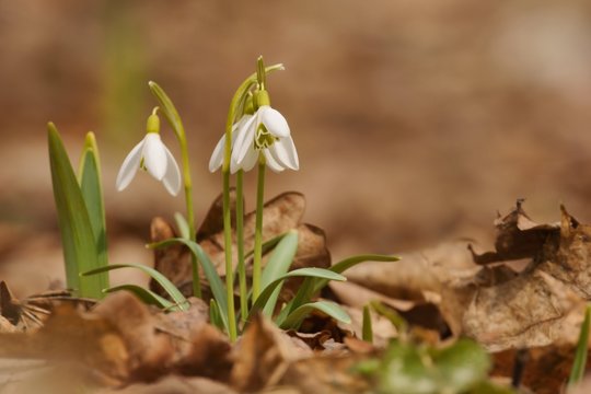 Snowdrops (Galanthus nivalis) as background, Spring