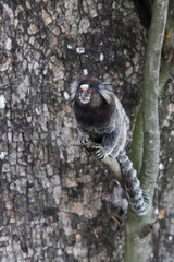 Brazilian marmoset