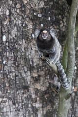 Brazilian marmoset