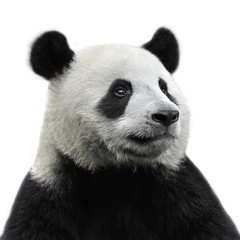 Panda bear isolated on white background - 61850007