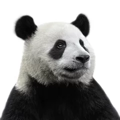 Poster Panda beer geïsoleerd op witte achtergrond © wusuowei