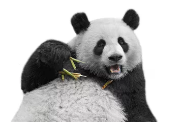 Foto op Canvas Panda beer geïsoleerd op witte achtergrond © wusuowei