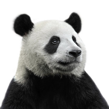 Panda Bear Isolated On White Background