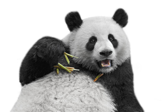 Panda Bear Isolated On White Background