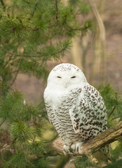 Schneeeule