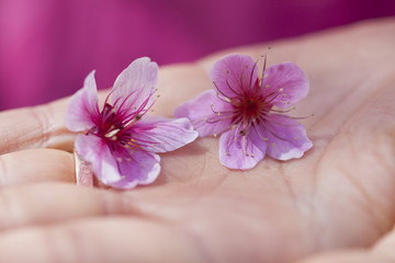 Fototapeta na wymiar Close-up of Cherry blossom flowers on hand