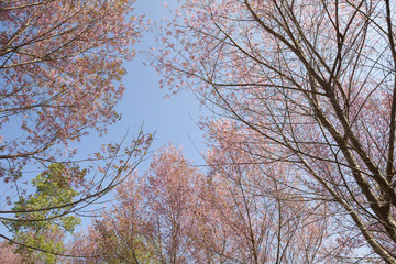 Fototapeta premium Beautiful Cherry blosom