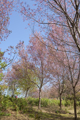 Obraz na płótnie Canvas Cherry blossom trees