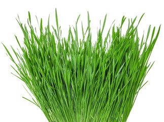 green wheat