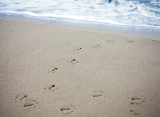 Fototapeta na wymiar Bird tracks in sand of a beach.