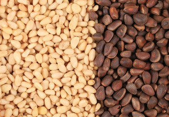 Two sides black and white of pine nuts.