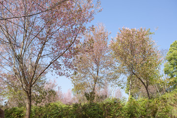 Fototapeta premium Cherry blossom trees