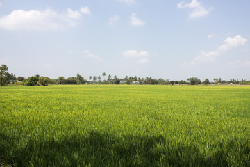 The beautiful landscape of rice fields in Thailand.