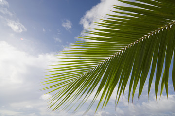 coconut leaf and sky