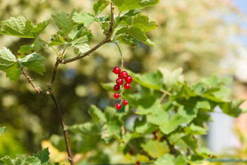 Fototapeta premium Red currant.