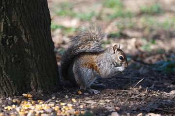 squirrel