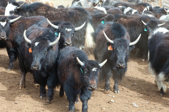 Yak pastures of Mongolia