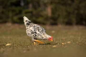 Chickens on traditional free range poultry farm