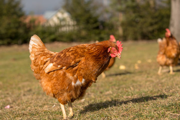 Chickens on traditional free range poultry farm