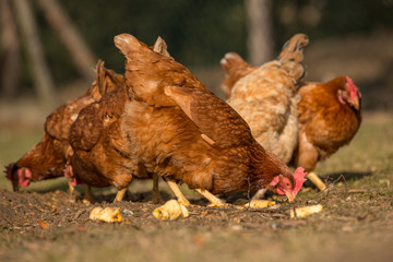 Chickens on traditional free range poultry farm