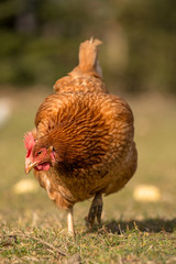 Chickens on traditional free range poultry farm