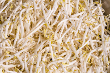 Bean Sprouts on dish