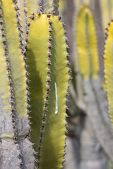 Cactus plants in Fuerteventura