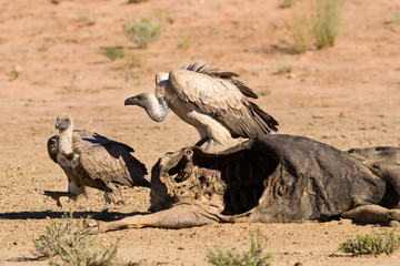 Vultures fighting at carcass for domination of the food in Kalah