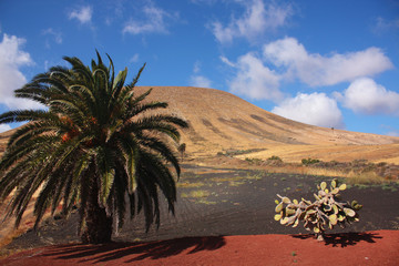 Fototapeta na wymiar Fuerteventura, Canary Islands, Spain