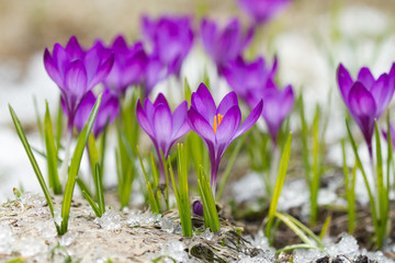 Beautiful violet crocuses