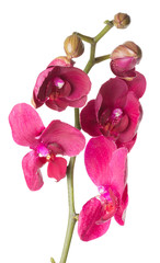 Naklejka na ściany i meble pink orchid on the white background