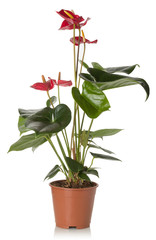 Anthurium  on a white background