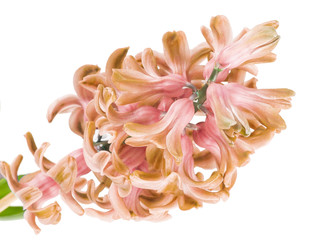 pink hyacinth on the white background
