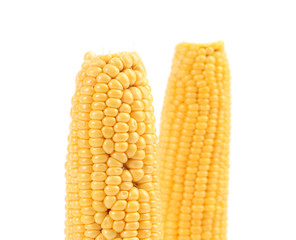 Two corncobs on white.