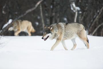 Fototapeta na wymiar Dwa wilki w śniegu