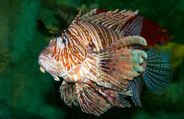 Lionfish swimming in the sea