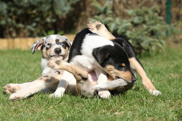 Puppy of Collie Smooth playing in the garden