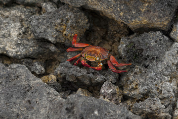 granchio rosso delle galapagos