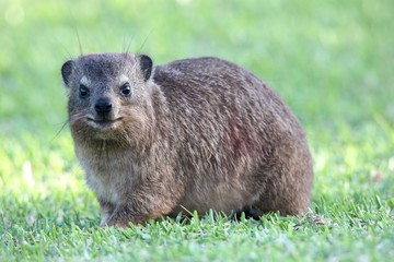 Cute Rock Hyrax Animal