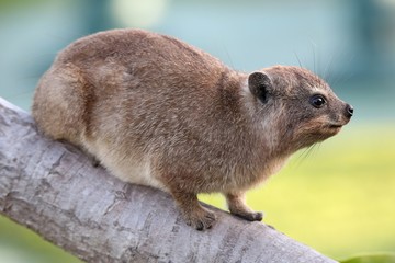 Naklejka premium Cute Rock Hyrax Animal