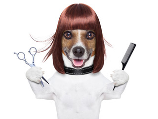 hairdresser dog