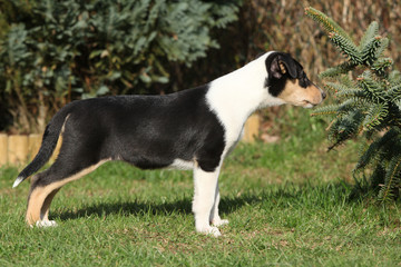 Gorgeous puppy of Collie Smooth in the garden
