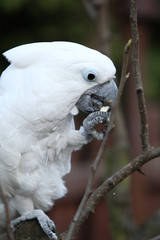 white bird parrot cockatoo eating