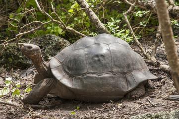 Fototapeta premium tartaruga gigante galapagos