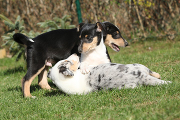 Puppy of Collie Smooth playing in the garden